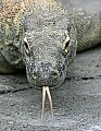 _MG_7240 komodo dragon.jpg