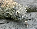 _MG_7242 komodo dragon.jpg