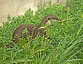 _MG_7272 short-tailed otter gathers nesting material.jpg