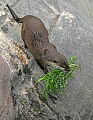 _MG_7275 otter.jpg