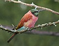 _MG_7280 carmine bee eater in the rain.jpg