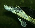 _MG_7353 spotted bellied side necked turtle.jpg