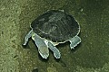 _MG_7376 softshell turtle.jpg