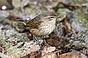 _MG_1308 feamle ruby-crowned kinglet.jpg