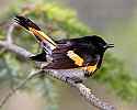 _MG_1313 male redstart.jpg