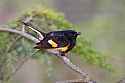 _MG_1315 male redstart.jpg