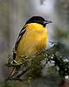 _MG_1319 baltimore oriole.jpg