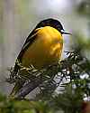 _MG_1327 male baltimore oriole.jpg