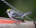 _MG_1345 chestnut sided warbler.jpg