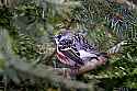 _MG_1347 chestnut sided warbler.jpg