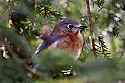 _MG_1359 female bluebird.jpg