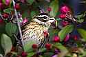 _MG_1378 female grosbeak.jpg