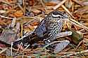 _MG_1386 female red-winged blackbird.jpg