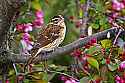 _MG_1403 female rose-breasted grosbeak.jpg