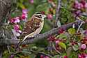 _MG_1407 female roe-breasted grosbeak.jpg