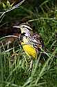 _MG_1467 eastern meadowlark.jpg