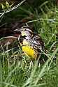 _MG_1470 eastern meadowlark.jpg