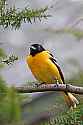 _MG_1518 male baltimore oriole.jpg