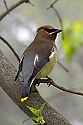 _MG_1547 cedar waxwing.jpg