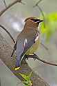 _MG_1548 cedar waxwing.jpg