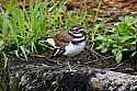 _MG_1555 kildeer.jpg