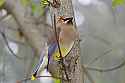 _MG_1560 cedar waxwing.jpg