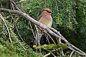 _MG_1567 cedar waxwing.jpg