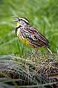 _MG_1658 eastern meadowlark.jpg