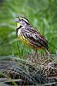 _MG_1662eastern meadowlark.jpg