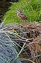 _MG_1668 eastern meadowlark.jpg