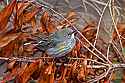 _MG_1778 yellow-rumped warbler.jpg