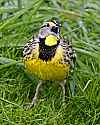 _MG_1854 eastern meadowlark.jpg