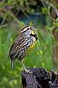 _MG_1876 eastern meadowlark.jpg