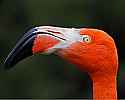 _MG_1965 chilean flamingo.jpg