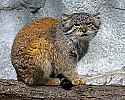 _MG_2148 pallas cat.jpg