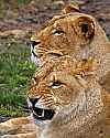 _MG_2206 lioness.jpg