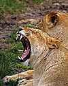 _MG_2240 lioness.jpg