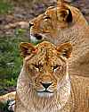 _MG_2251 lioness.jpg