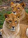 _MG_2257 lioness.jpg