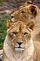 _MG_2274 lioness.jpg