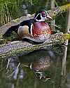 _MG_2422 drake wood duck.jpg