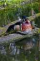 _MG_2432 wood duck drake.jpg