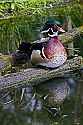 _MG_2437 wood duck drake.jpg