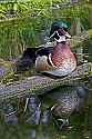 _MG_2440 wood duck drake.jpg