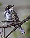 _MG_2479 yellow-rumped warbler.jpg