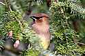 _MG_2494 cedar waxwing.jpg