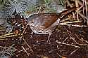 _MG_2507 thrush.jpg