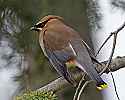 _MG_2521 cedar waxwing.jpg