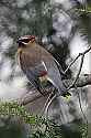 _MG_2560 cedar waxwing.jpg