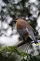 _MG_2565 cedar waxwing.jpg